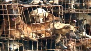 dog meat trade