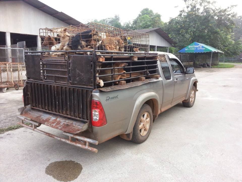 Trading a dog life for a plastic bucket in Thailand